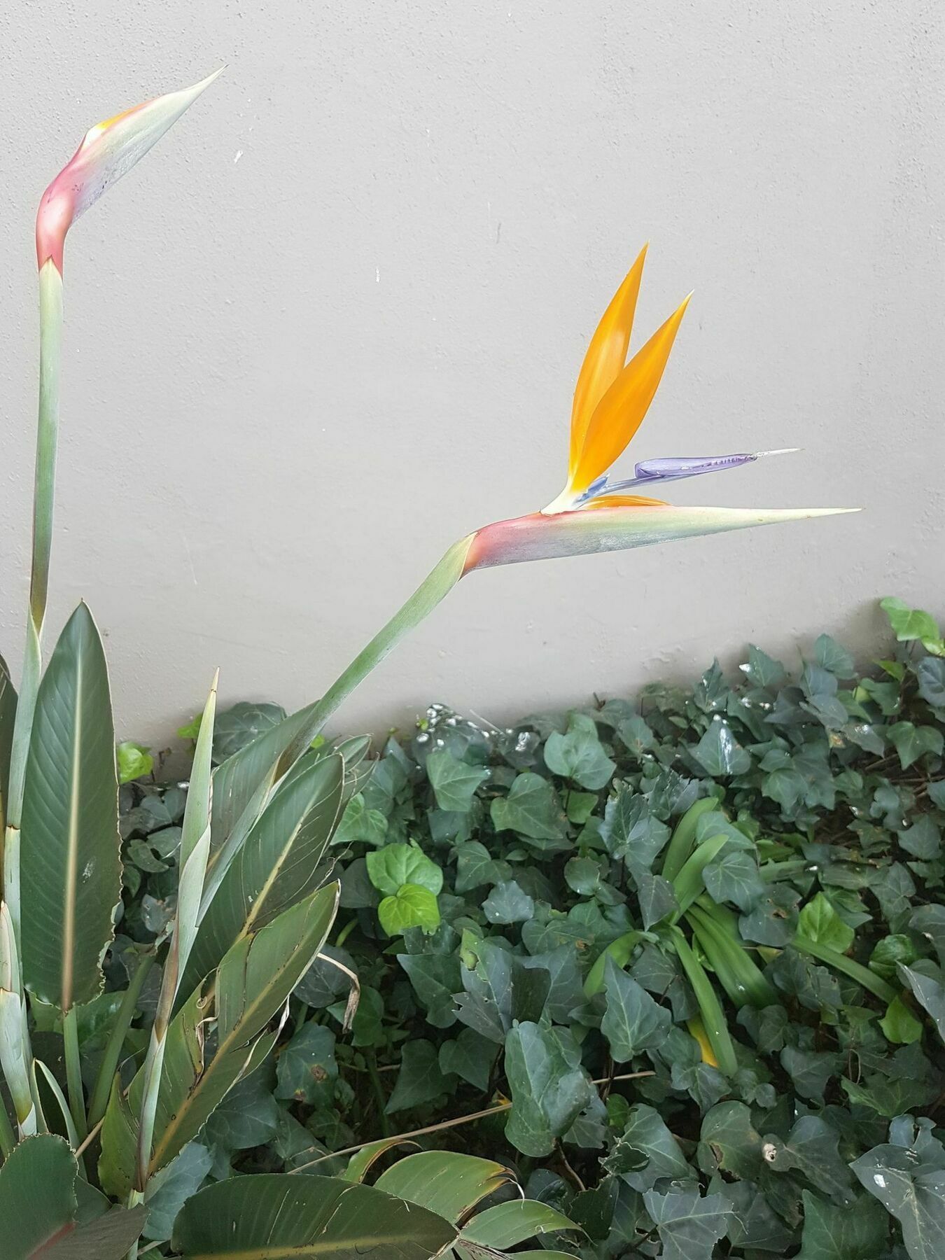 Blue Sparrow Guest House Middelburg  Ngoại thất bức ảnh